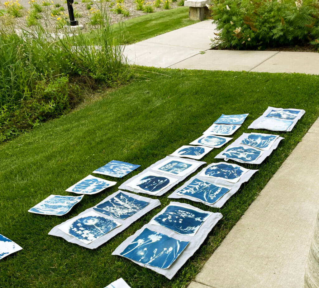 A collection of cyanotype prints.