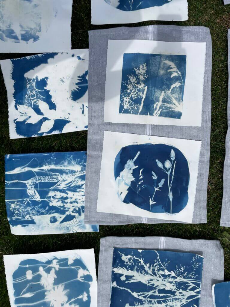 Blue and white "copies" of plant shapes made by cyanotype. 