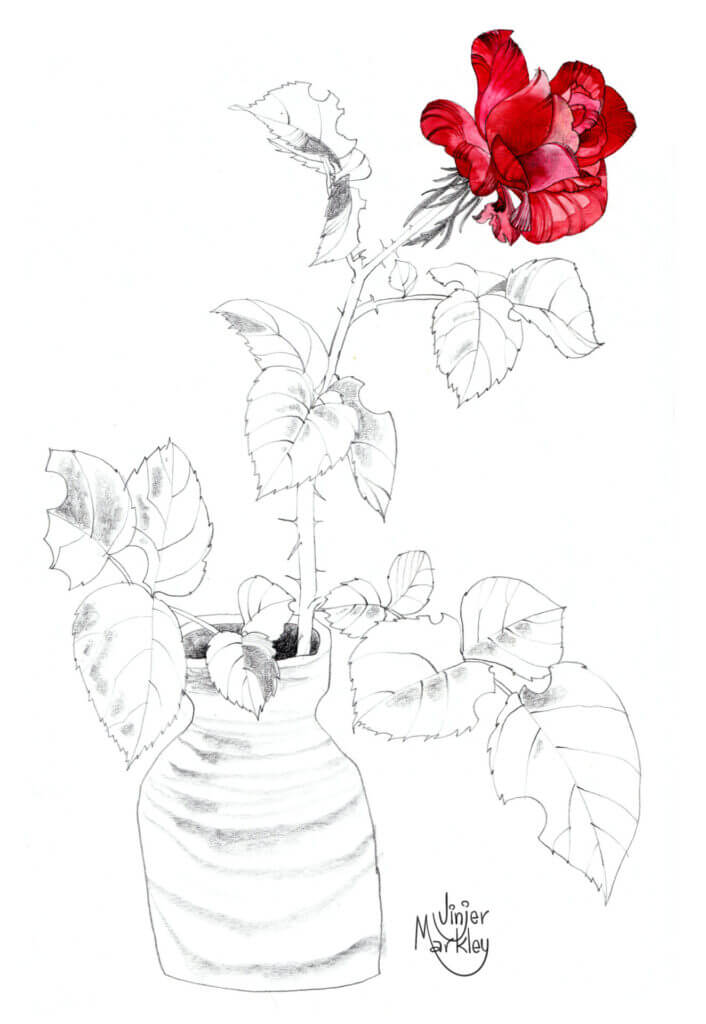 A drawing of a flower with just the red petals in color. 