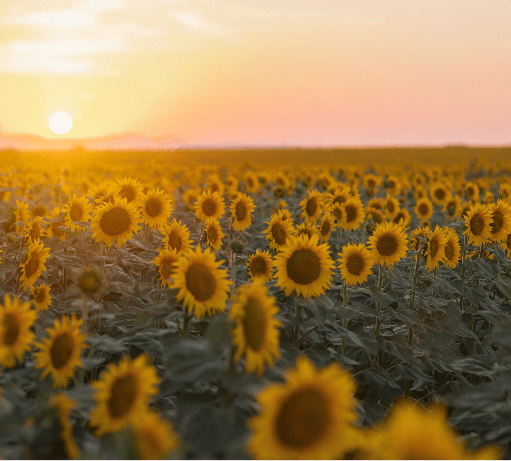 A vast field of blooming sunflowers stretching to the horizon, photographed at sunset. The sun glows low near the horizon on the left, casting a warm golden-pink light across the sky and softly illuminating the sunflowers, with rolling hills faintly visible in the distance."
